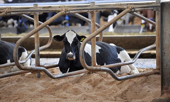 Holstein cow lying in a sand cubicle